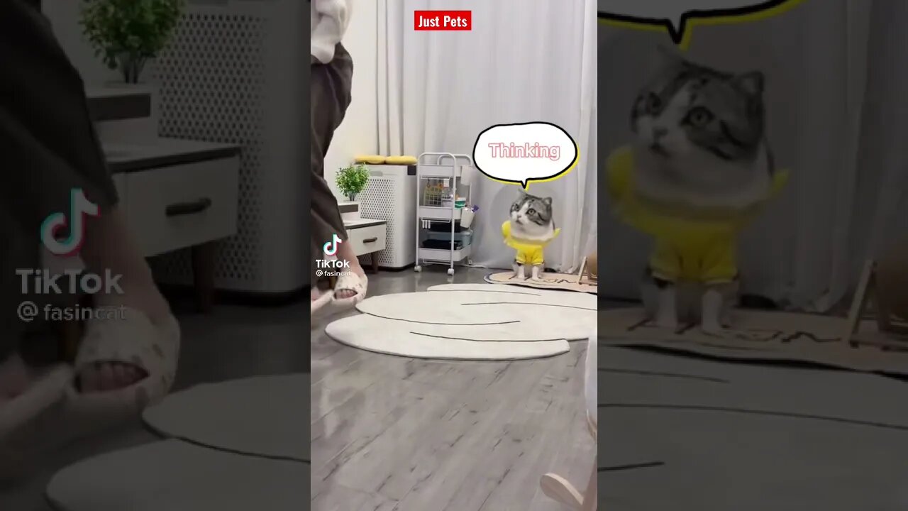 I can do it too - Funny Cat reaction #shorts #cute #tiktok #funnyvideos