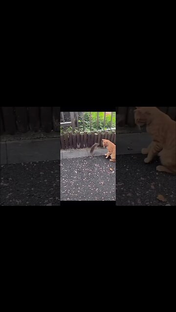 Cat-Mouse Game 😾🐭🎯