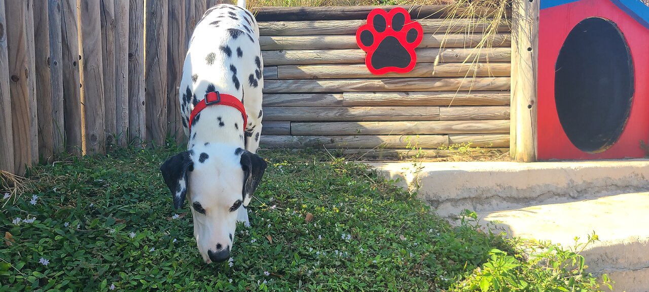 Luna at PielochDog Park Melbourne Fl
