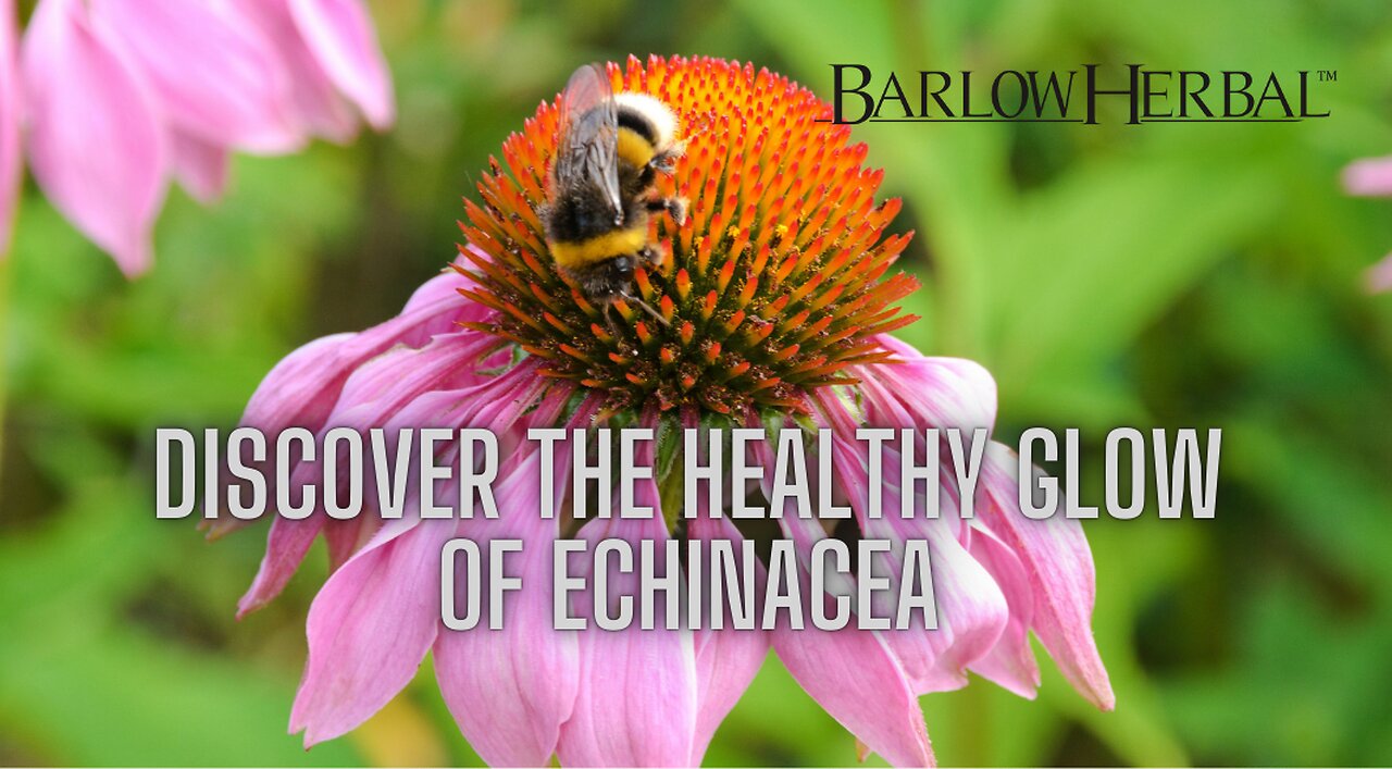 The Health Benefits of Echinacea