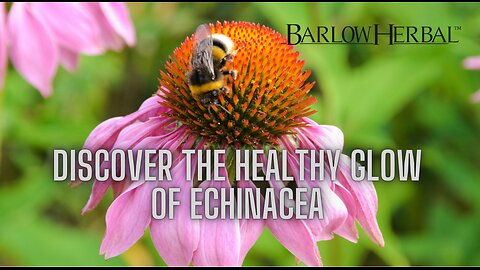 The Health Benefits of Echinacea