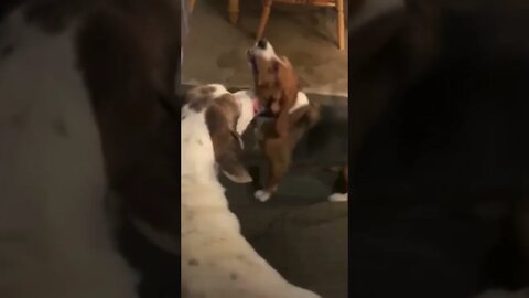 Banchee the Beagle is excited for his walk