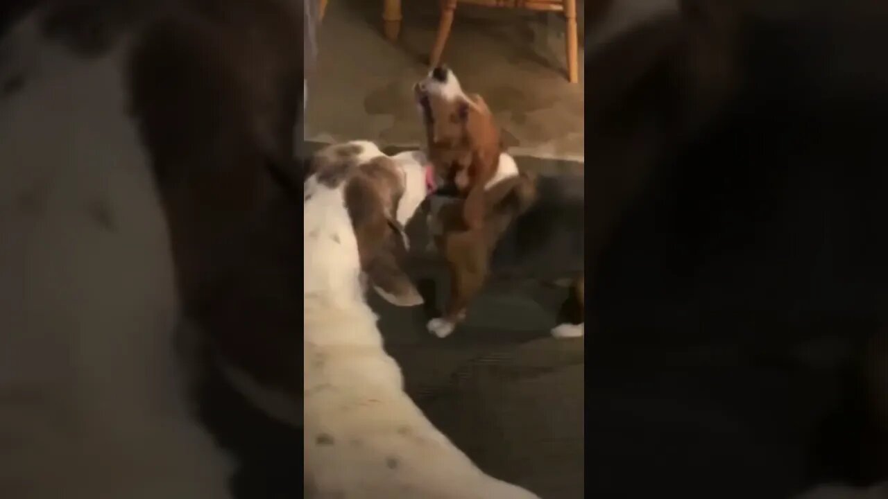 Banchee the Beagle is excited for his walk