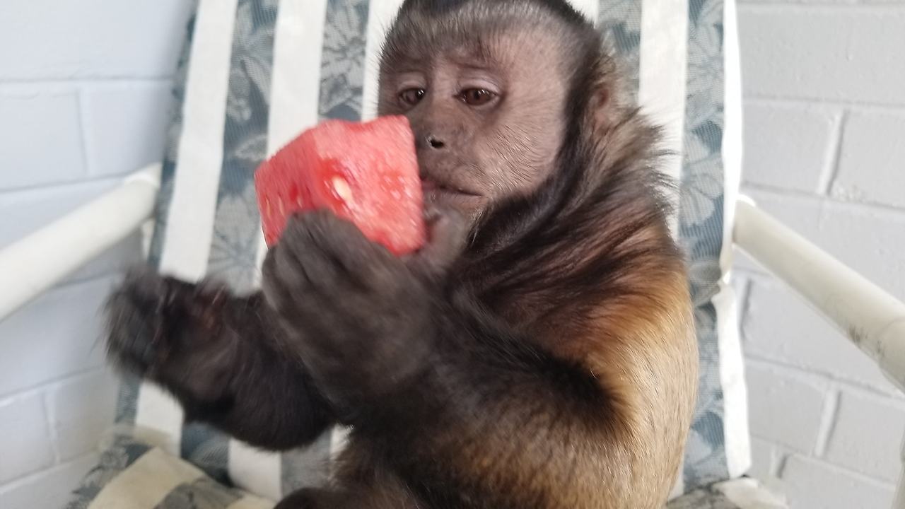 Monkey LOVES Watermelon