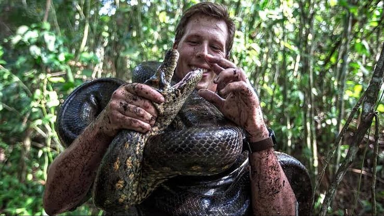 The Giant Green Anaconda Snake