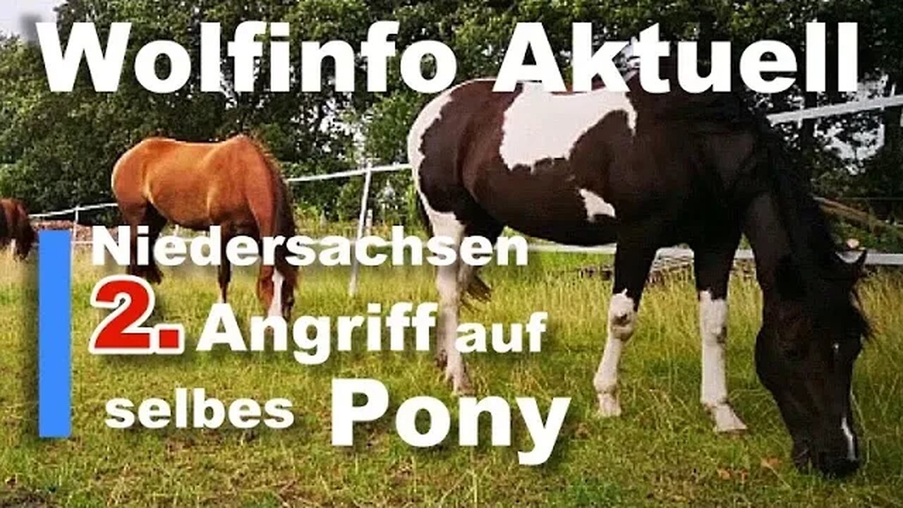 Wolfinfo Aktuell 109 ( Niedersachsen: 2ter Angriff auf selbes Pony )