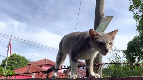 Kucing tidak di undang berkumpul