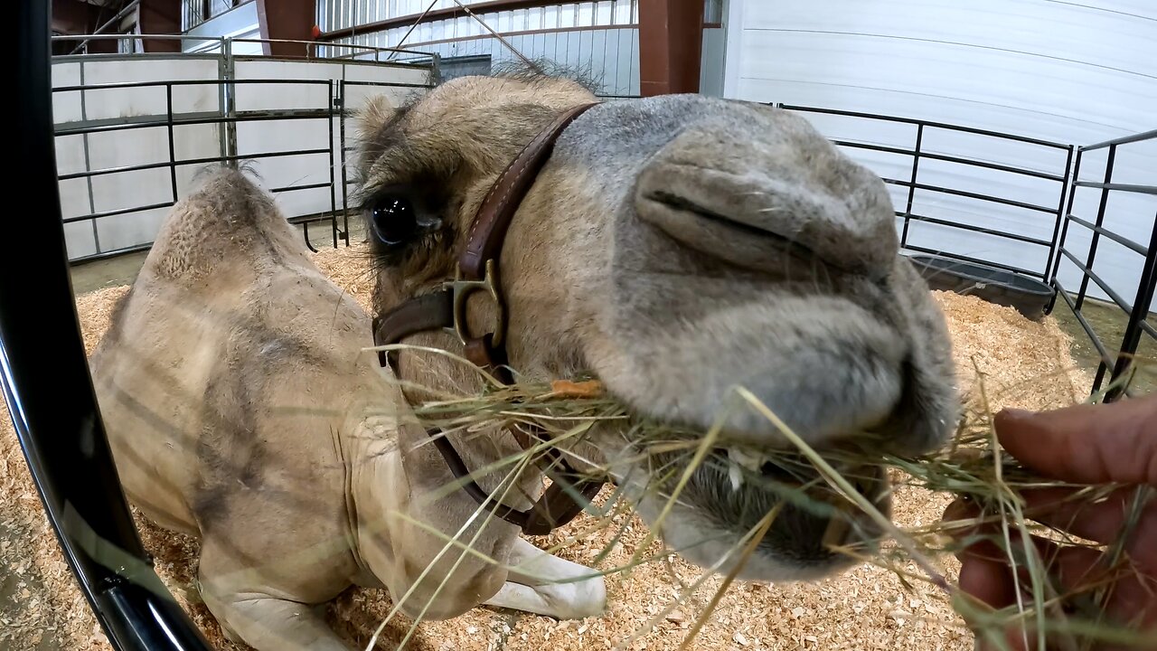 Very chill camel enjoys a tasty snack