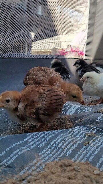 Chicks!! Spotted at the Flea Market!! So cute!