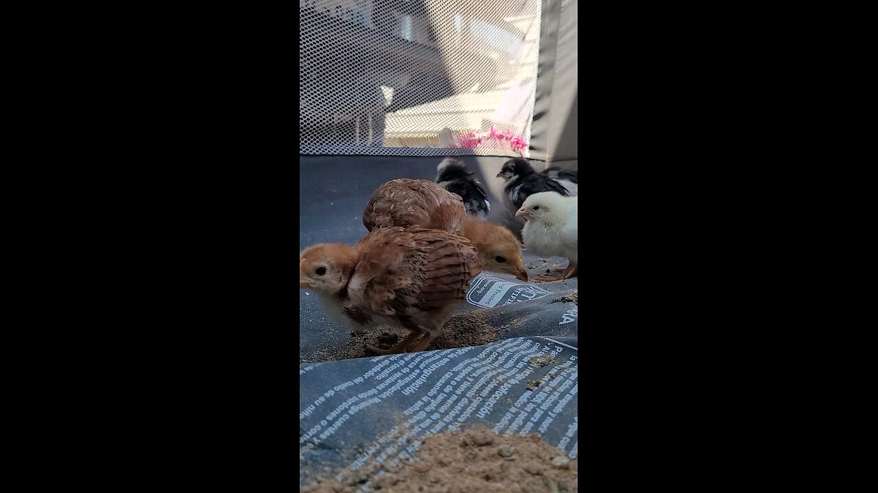 Chicks!! Spotted at the Flea Market!! So cute!