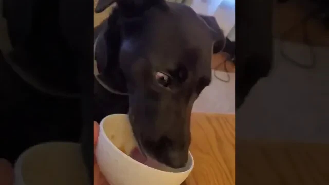 Youtube GOLD!!!! PUPPIES!!🐕🐶😆❤🙏🐕🐶❤