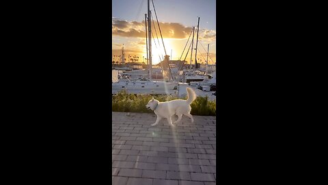 Happy Dog