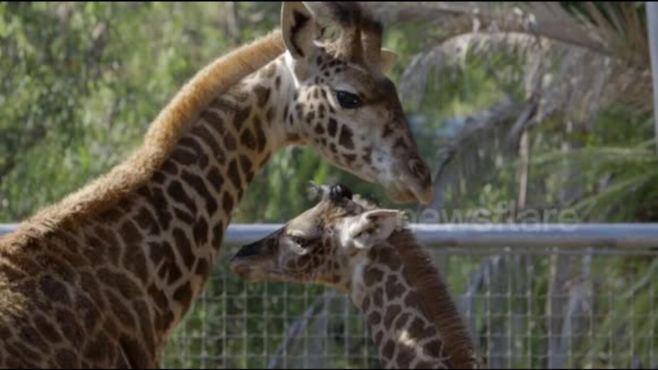 New baby giraffe makes new friends at San Diego Zoo