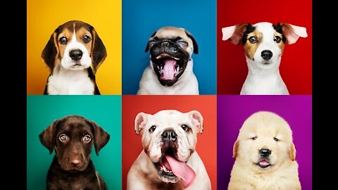 Funny dog's videos