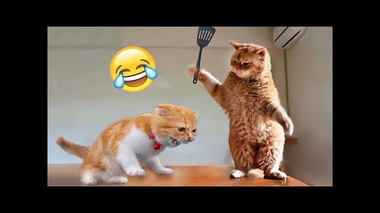 Funny animal videos 🤣 - Funny cats_dogs - 😂 Funny animals