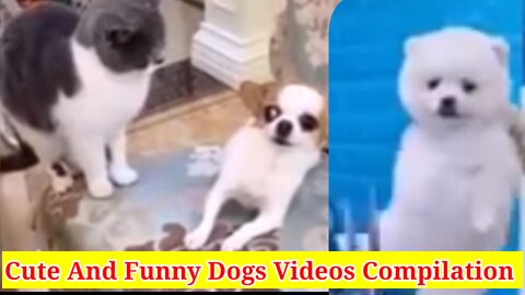 Baby Dogs - Cute And Funny Dog Videos Compilation