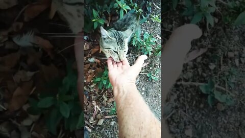 Good morning Skippy getting a scratch