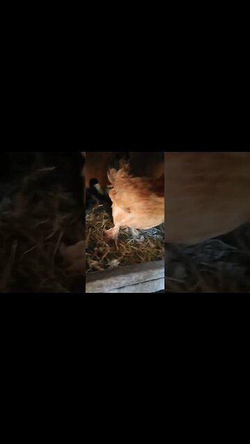 Good Morning Forest and her chicks 10th May 2023