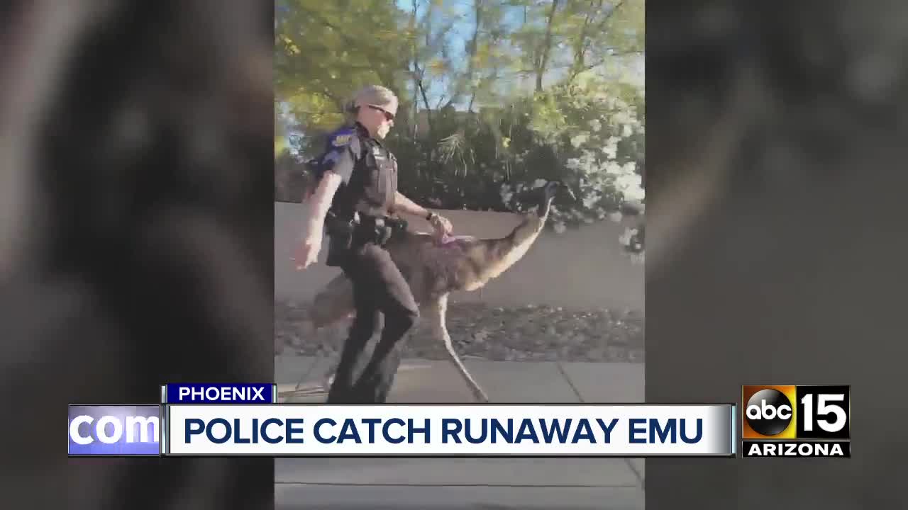 Police catch runaway Emu