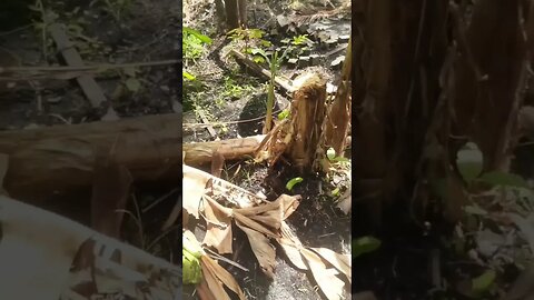 derrubaram minhas bananeiras 😭😭😭