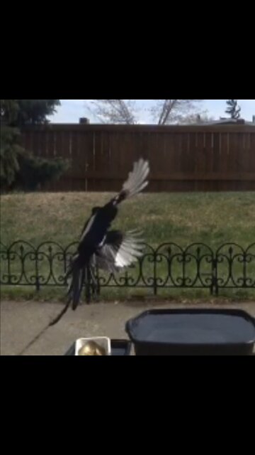 From what Magpie bird is Afraid on this peaceful tree 🌳