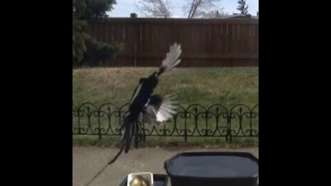 From what Magpie bird is Afraid on this peaceful tree 🌳