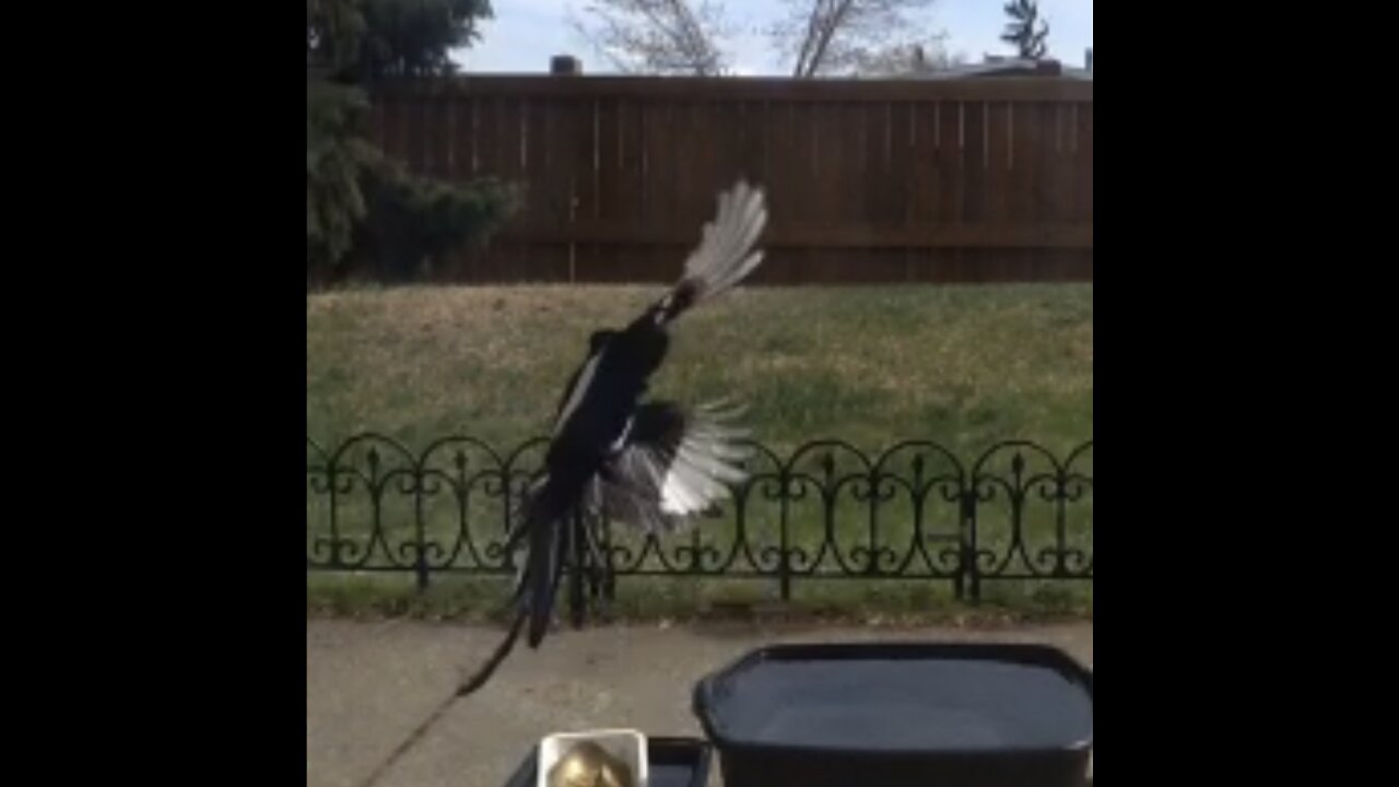 From what Magpie bird is Afraid on this peaceful tree 🌳