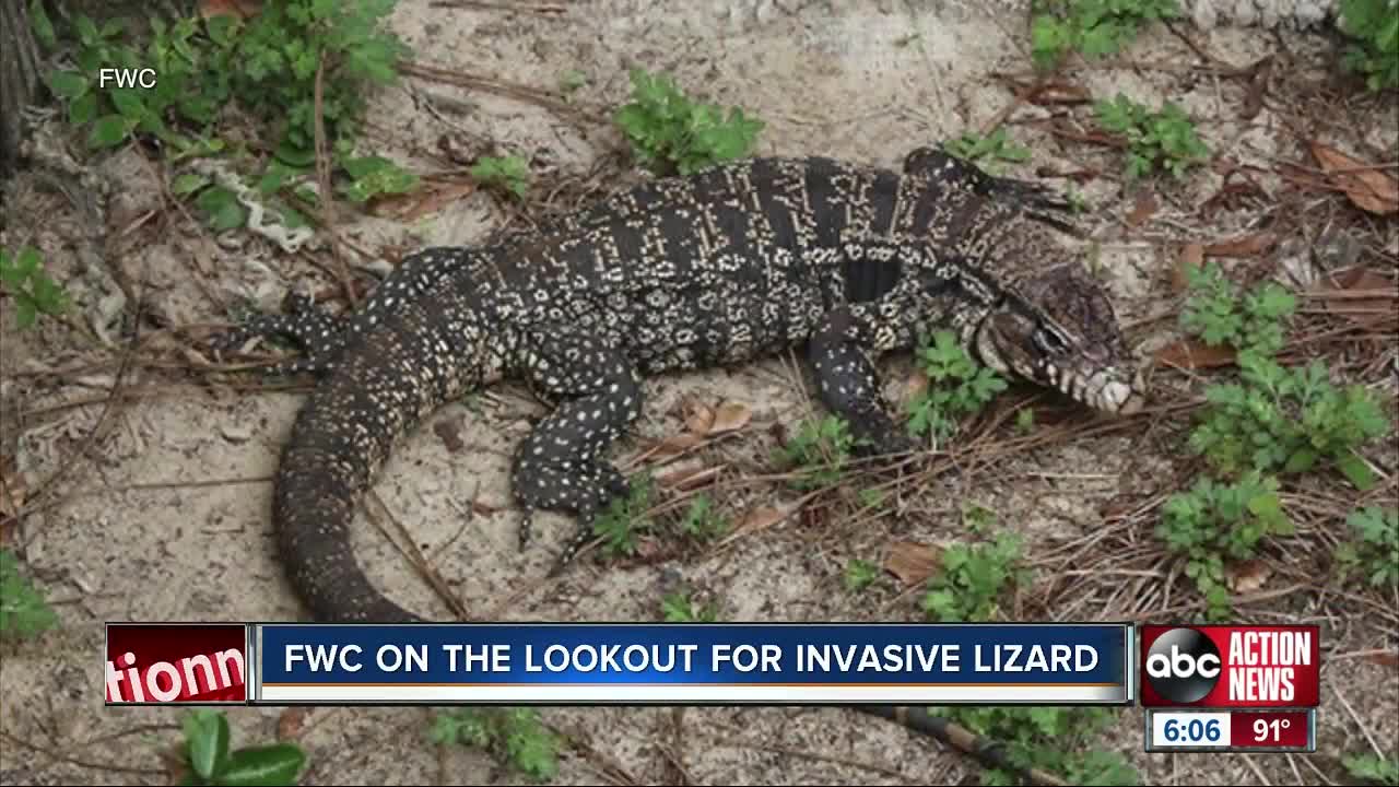 FWC wants your help to stop this large and invasive lizard species