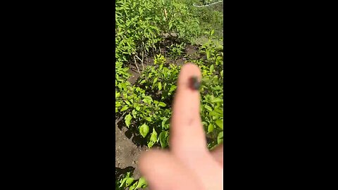 Bee Take Off my Finger!