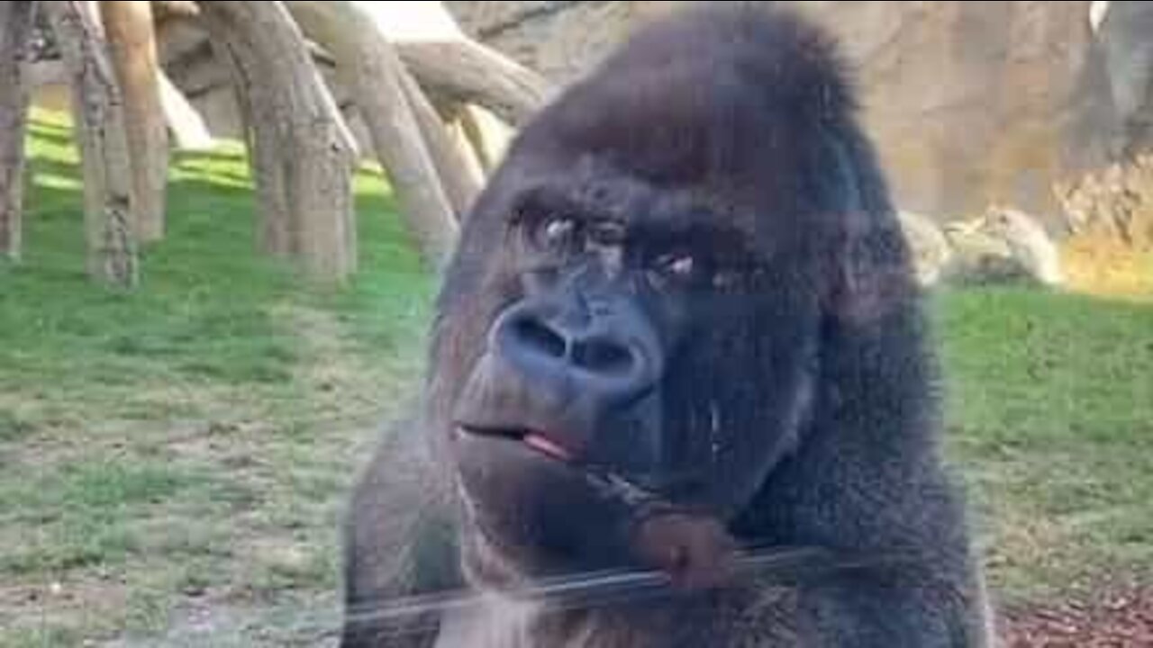 Gorilla has no time to monkey around with zoo visitor