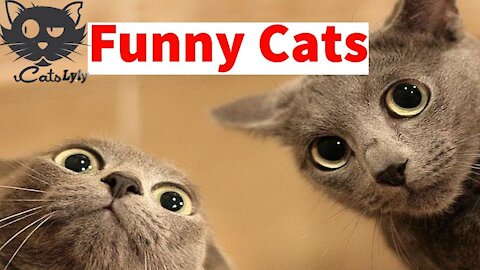 Funny Cats Compilation