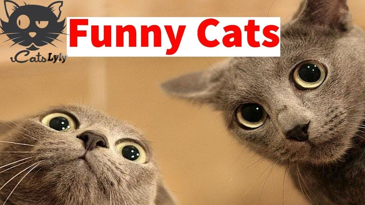 Funny Cats Compilation