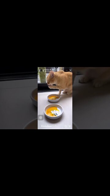 Gatos da Lara comendo gema de ovo | Lara Nesteruk