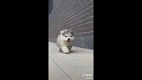 CutePets, Cute Pets Moment, Trending Funny Pets Video on tiktok, @MyYouTubeR