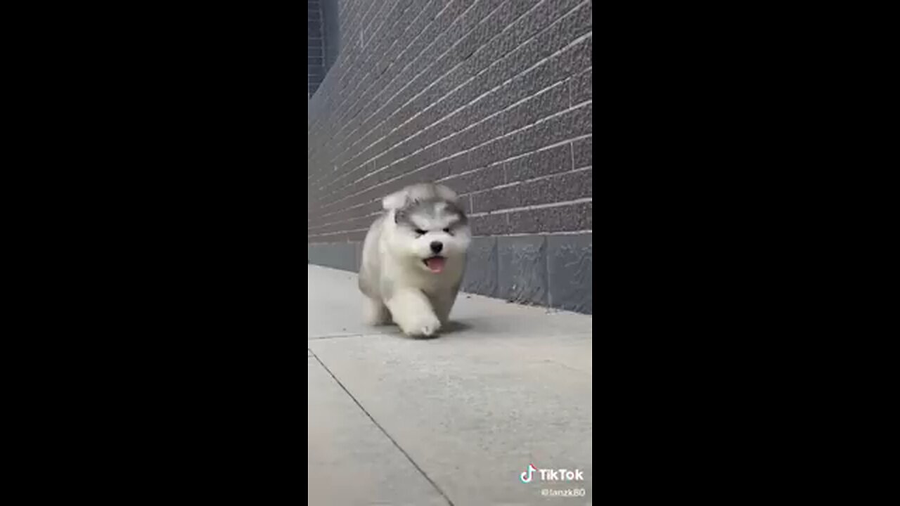 CutePets, Cute Pets Moment, Trending Funny Pets Video on tiktok, @MyYouTubeR