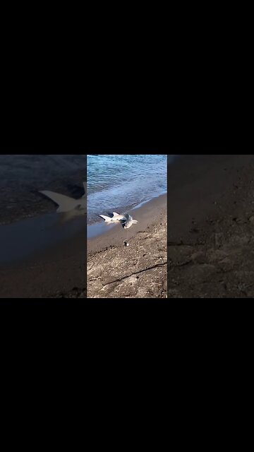 Dinosaur 🦖 fish 🎣 shark caught in large river, looks prehistoric