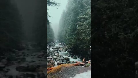 Winter Forest tiktok shelovesthepnw