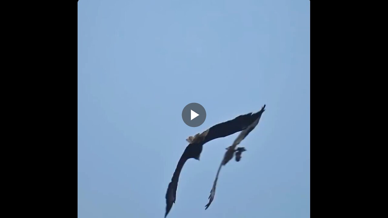 A Bald Eagle snatches a fish from an Osprey and recovers it with a lightning-fast nosedive.
