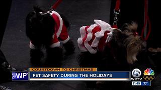 Pet emergencies during the holidays