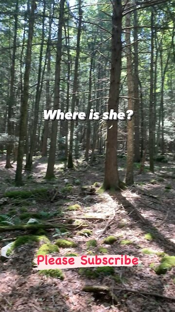 Lost in the Woods 🦌