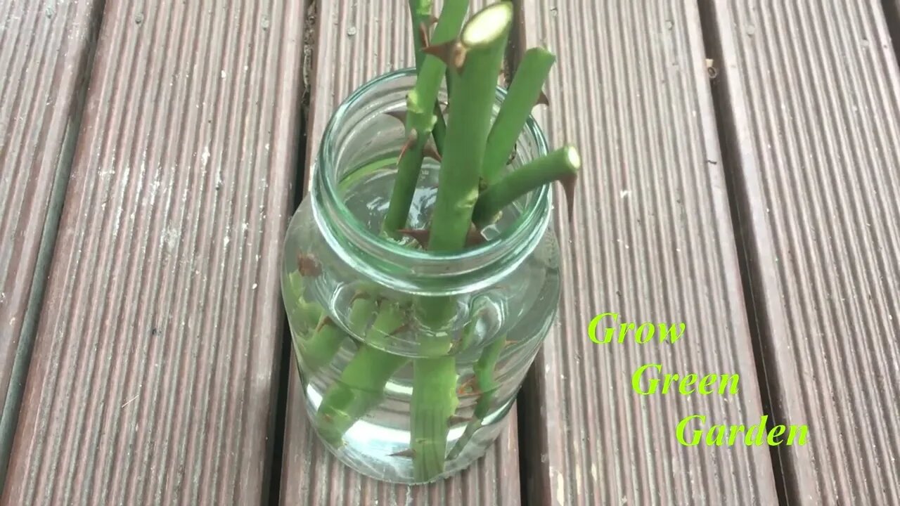 How to grow rose cuttings in water