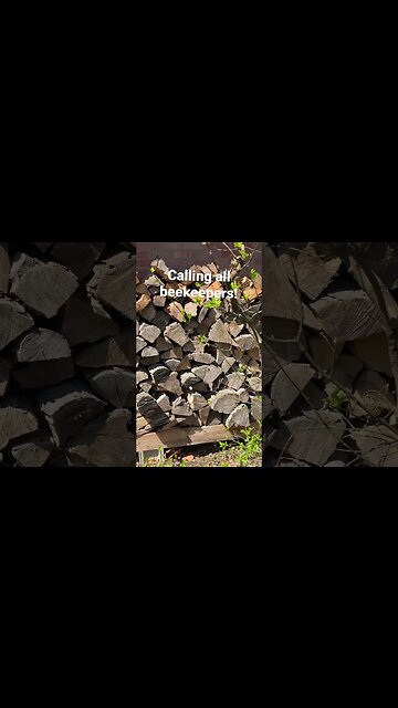 Calling all beekeepers! #shorts￼