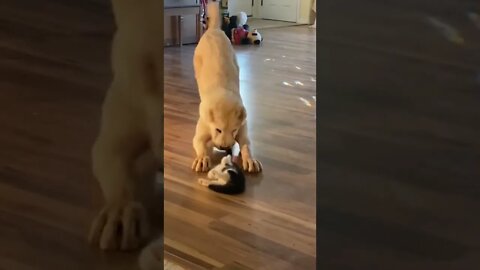 Big Dog wants to play with a kitten