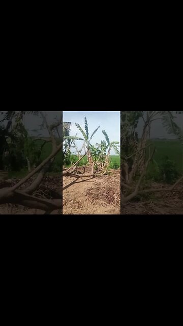 Pohon Tumbang Sama Angin