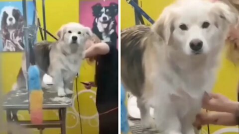 This man betrayed his dog and now the look of betrayal by dog is hilarious.