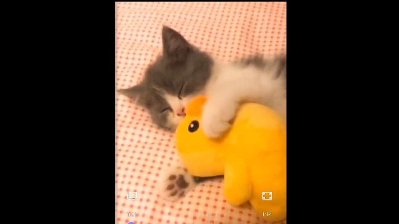 Funny cats 🐱 cute cat playing