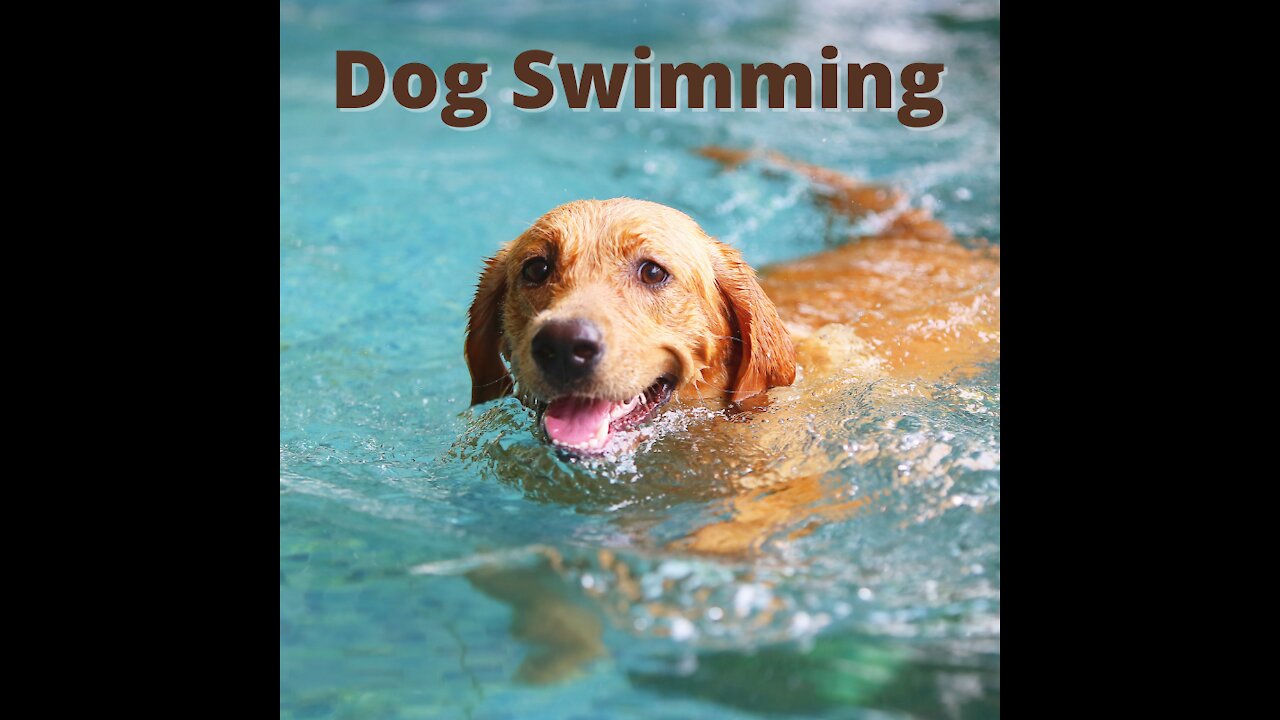 Dog swimming 2021