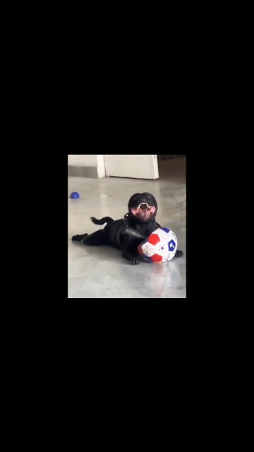 Venom has claimed another victim..🐶🐾⚽💨😅 #shorts