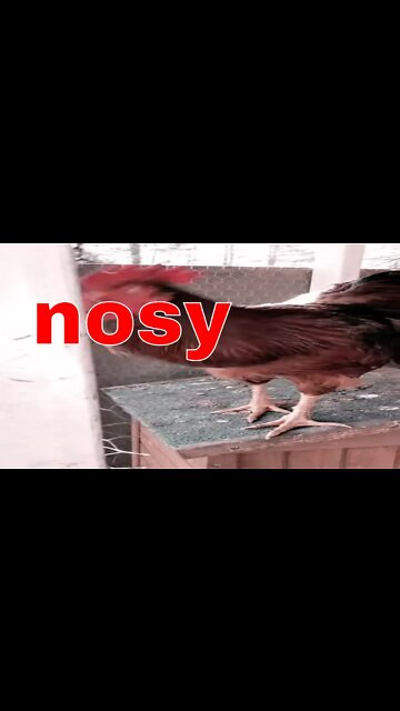 Nosy Rooster