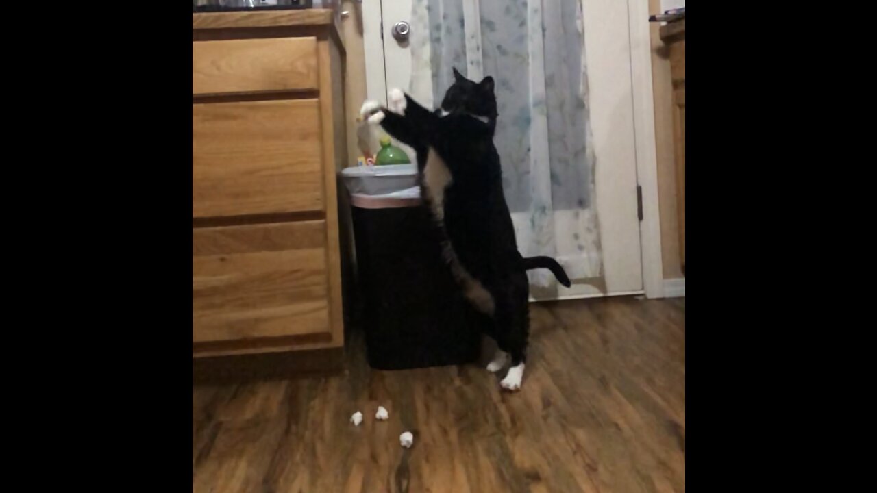 This Athletic Cat Loves To Play Garbage Can Basketball